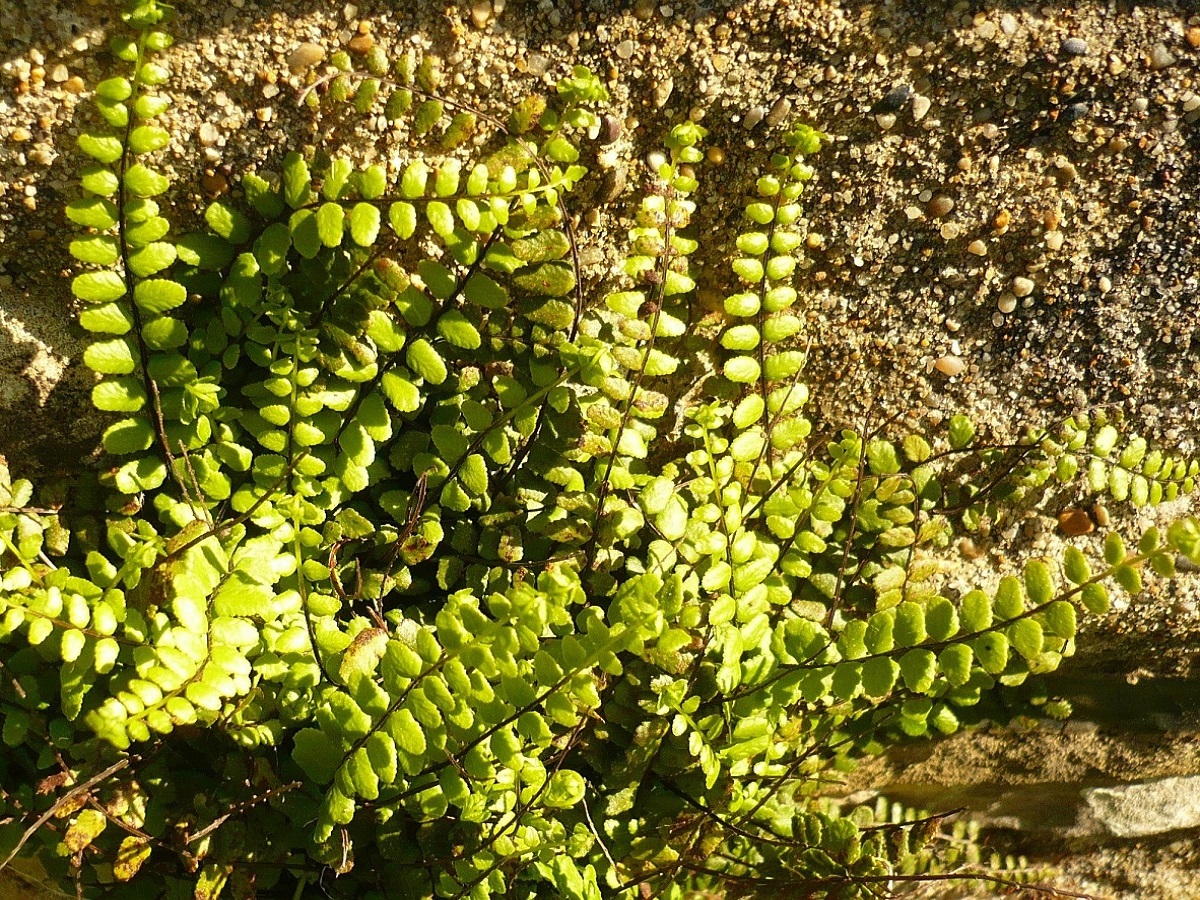 Asplenium trichomanes subsp. quadrivalens (Aspleniaceae)